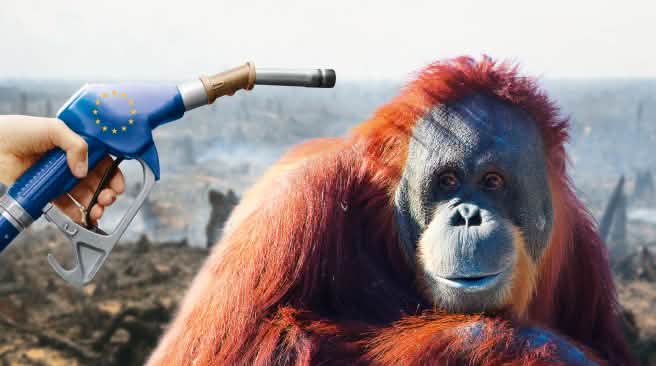 Le "biocarburant" à l'huile de palme : une énergie dite "renouvelable" qui exacerbe la déforestation ! La politique européenne de soutien aux "biocarburants" exacerbe la déforestation
