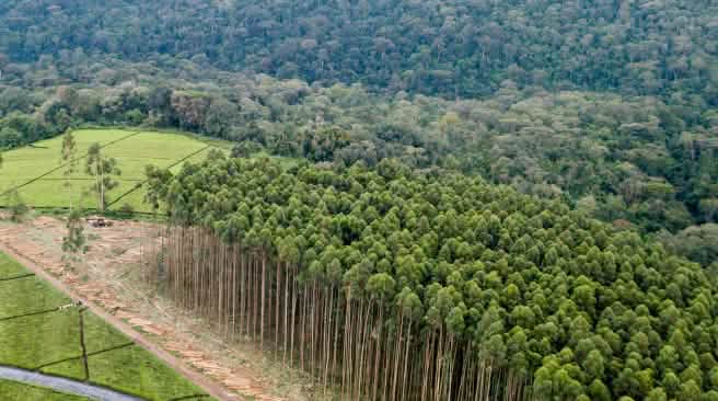 La forêt est un écosystème complexe et non une monoculture industrielle d'arbres Plantation monoculture d'eucalyptus dans la forêt de Mau au Kenya