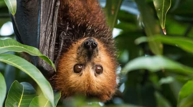 Les producteurs de fruits de l'île Maurice abhorrent les chauves-souris frugivores Une roussette noire accrochée la tête en bas à un arbre nous regarde avec ses grands yeux