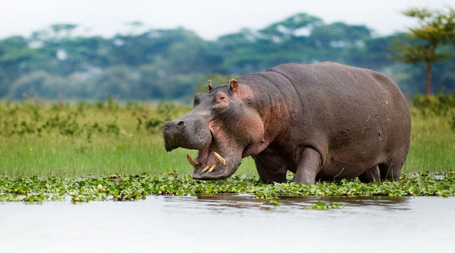 Hippopotame au bord du lac Naivasha