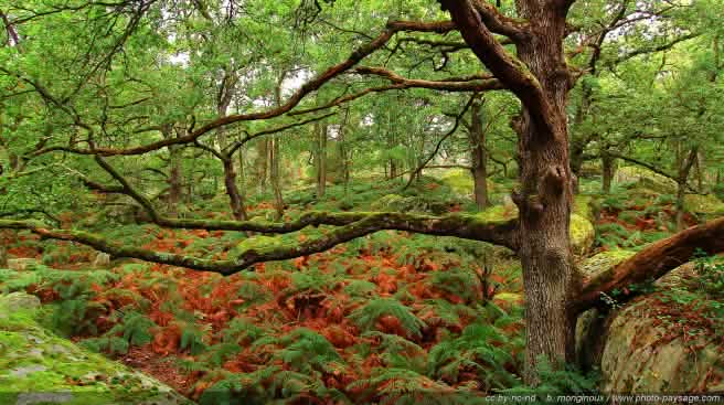 Fontainebleau est l'une des cinq forêts de protection classées en Ile-de-France Chêne dans la forêt de Fontainebleau