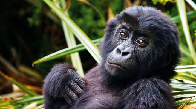 Les gorilles sont des grands singes, à l’instar des bonobos, des chimpanzés et des orangs-outans Un bébé gorille nous regarde affectueusement