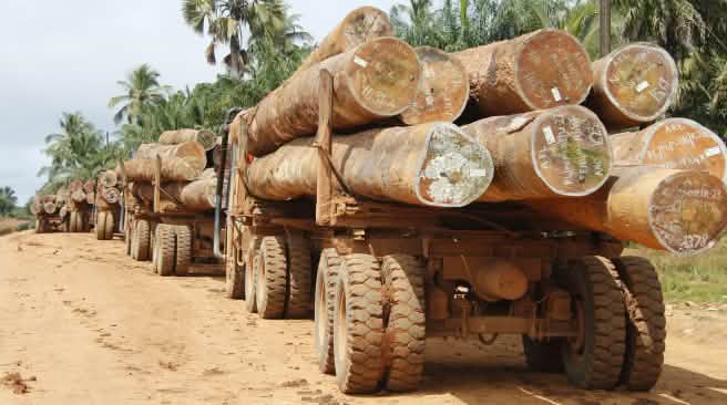 Des camions chargés de grumes d’arbres au Libéria