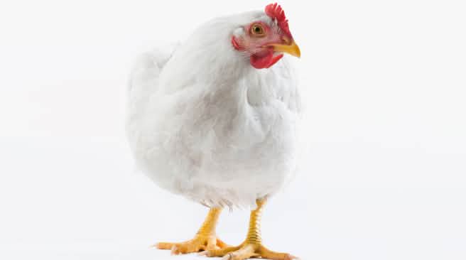 Une « vie » de poulet : 47 jours parqué en batterie jusqu’à l’abattoir Poulet blanc