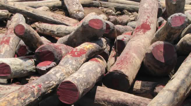 Les bois précieux sont abattus illégalement en Afrique Des grumes de bois de rose abattus illégalement à Madagascar