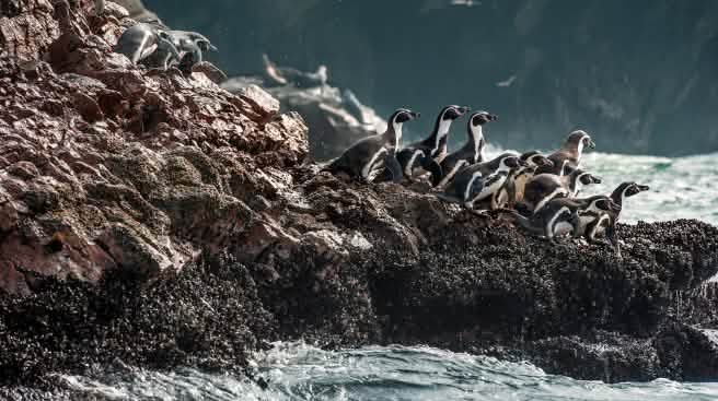 Les manchots de Humboldt ont besoin d'une aire marine continue et protégée Groupe de manchots de Humboldt escalade le long des falaises de l'eau