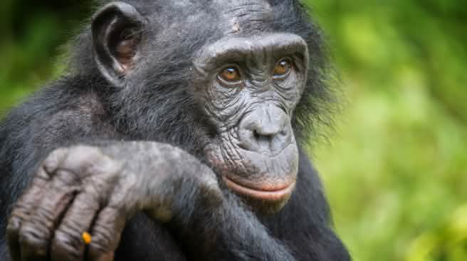 Les bonobos sont bien plus petits que les chimpanzés Un bonobo