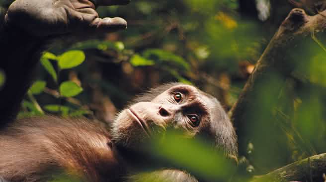 Le chimpanzé Kuba, pensif, le regard perdu dans le lointain…