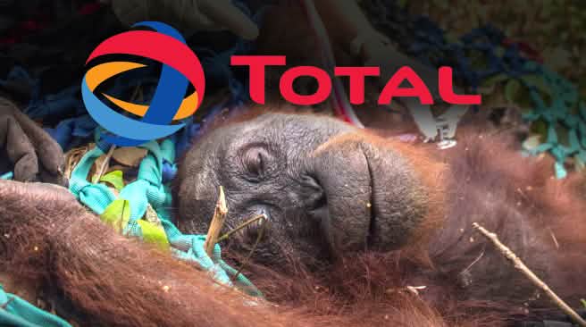 Les biocarburants à base d’huile de palme conduisent à la déforestation tropicale Orang-outan agonisant avec le logo deTotal