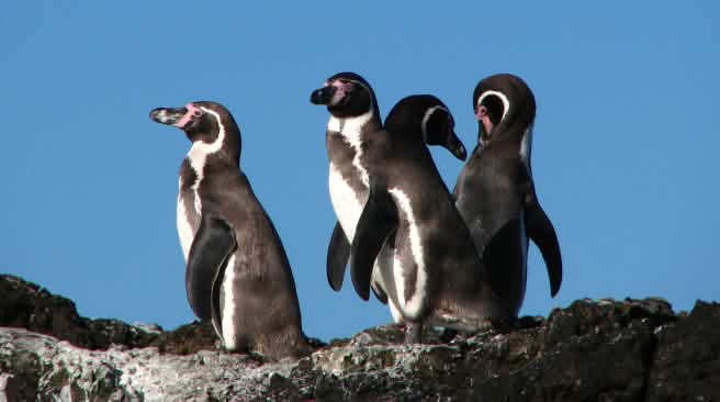 Oiseau marin rare : le manchot de Humboldt vit sur les côtes du Chili et du Pérou Gros plan sur un groupe de manchots de Humboldt au Chili