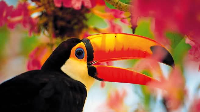 Toucan vu de profil