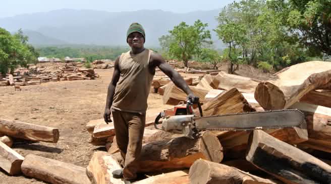Un bûcheron prend la pose avec sa tronçonneuse dans l’aire de stockage réservée aux grumes de palissandre au Nigeria