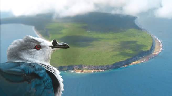 Le Rupe - Ducula aurorae - est une espèce endémique de l’atoll de Makatea dans le Pacifique Un Carpophage de la Société ou « Rupe » (Ducula aurorae) regarde du ciel l’atoll soulevé de Makatea en Polynésie française