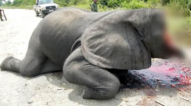 Vision d'horreur dans le Parc national des Virunga Image choquante : un éléphant dont la tête ont été coupée à la tronçonneuse git sur une route à l'intérieur du Parc national des Virunga