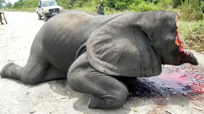 Image choquante : un éléphant dont les défenses en ivoire et la moitié de la tête ont été arrachés, git sur une route à l'intérieur du Parc national des Virunga