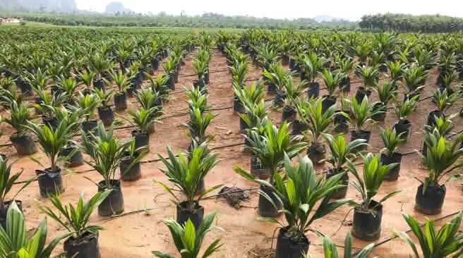 L’huile de palme détruit les forêts tropicales Jenes pousses de palmiers à huile dans une pépinière