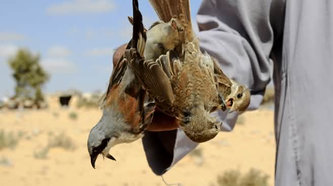 Des millions d'oiseaux migrateurs sont capturés chaque année en Égypte. Piégeage d'oiseaux en Egypte