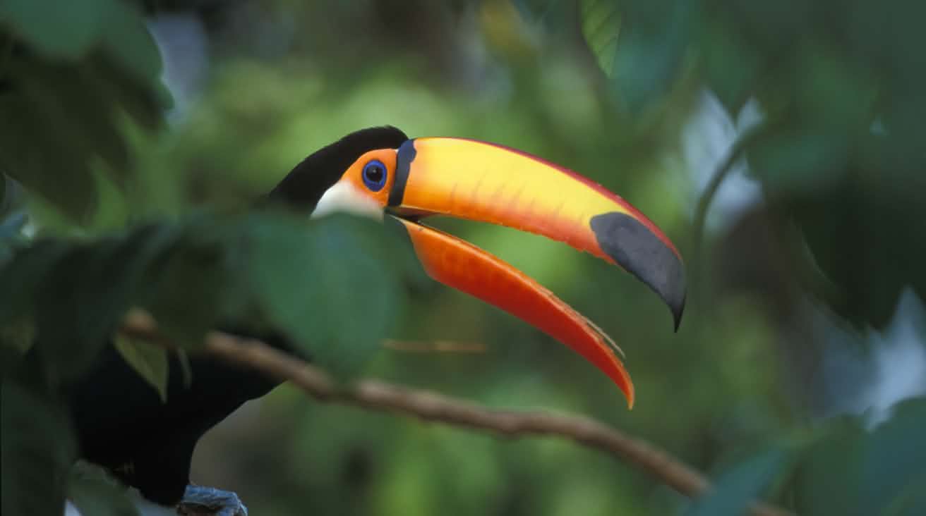 Un toucan géant assis sur une branche dans la forêt tropicale