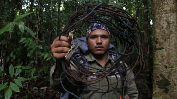 Rangers neutralisant des pièges à nœud coulant au Parc national de Leuser