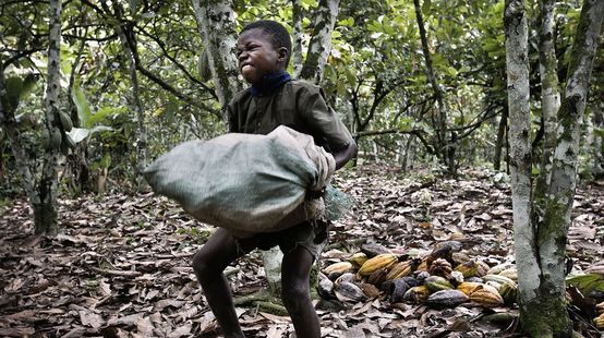 Un enfant souffre en portant un lourd sac de cacao dans une plantation