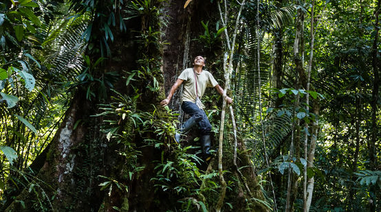 Francisco grimpe à un arbre dans la forêt tropicale