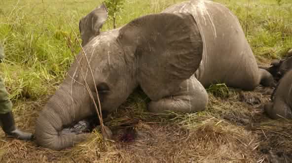 Éléphant victime du braconnage