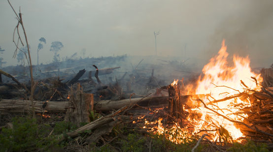 Les forêts sont incendiées pour l’établissement de plantations d’huile de palme