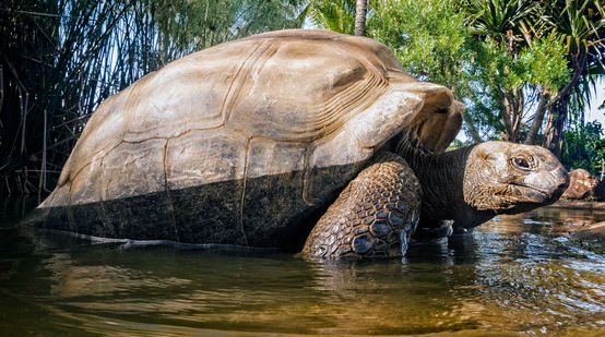 Tortue géante des Seychelles (Aldabrachelys gigantea)