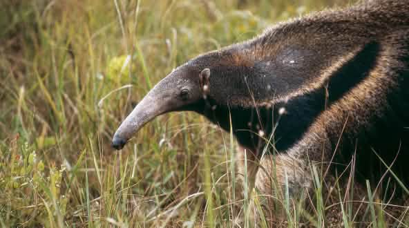 Tamanoir (Myrmecophaga tridactyla) dans la savane du Cerrado au Brésil