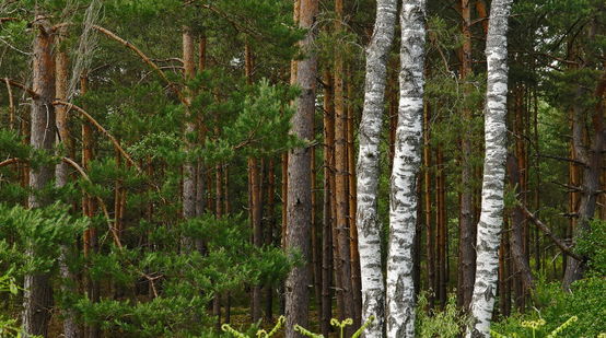 Forêt de Fontainebleau