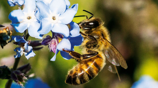 Abeille sur une fleur