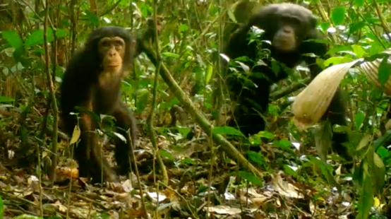 Curieux, un jeune chimpanzé regarde dans la caméra. Sa mère reste en arrière-plan. Image capturée dans le parc national Grebo-Krahn au Libéria
