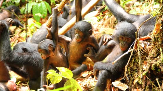 Un groupe de jeunes bonobos
