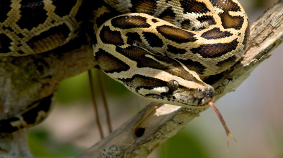 Python molure foncé dans les Everglades, en Floride