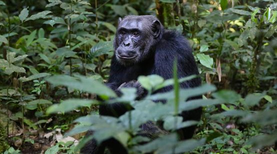 Chimpanzé dans la forêt en Ouganda