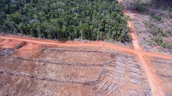 Photo aérienne de zones déboisées par Korindo pour l’établissement de plantations d’huile de palme