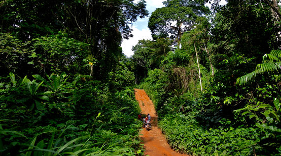 Une piste en plein cœur de la forêt tropicale dans le Parc national de Cross River