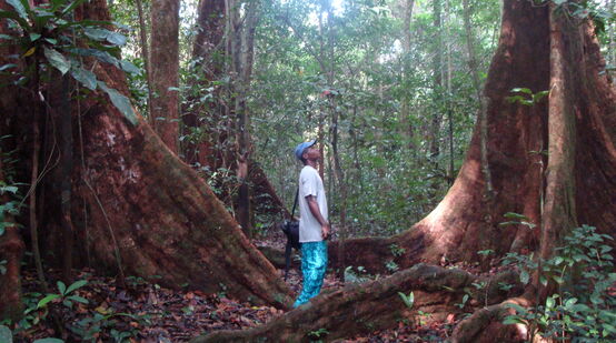 Un homme entre deux arbres géants dans la forêt équatoriale au Cameroun