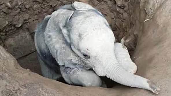 L’éléphantelle Savannah secourue après être tombée au fond d’un puits