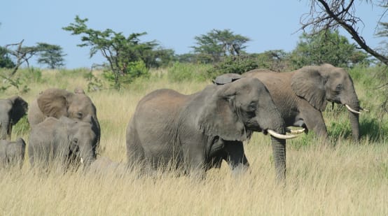Troupeau d’éléphants dans le Serengeti