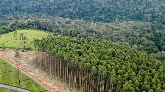 Plantation monoculture d'eucalyptus dans la forêt de Mau au Kenya