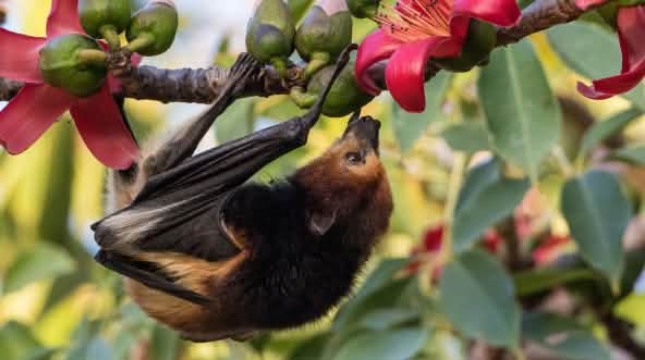 Une roussette noire accrochée à un arbre à la recherche de fruits