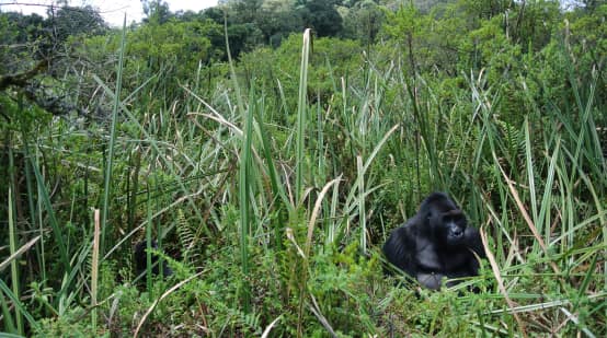 Le gorille dos argenté Bonané au milieu de bambous