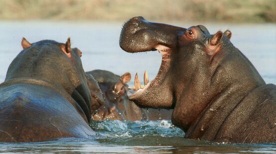 Un groupe d’hippopotames en train de se baigner dans un fleuve