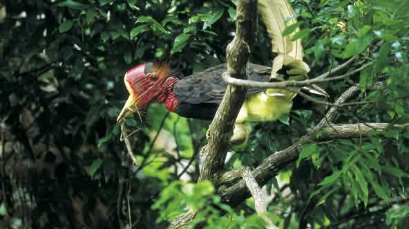 Un calao à casque rond (Rhinoplax vigil) dans un arbre