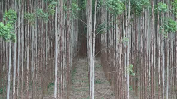 Plantation d'eucalyptus