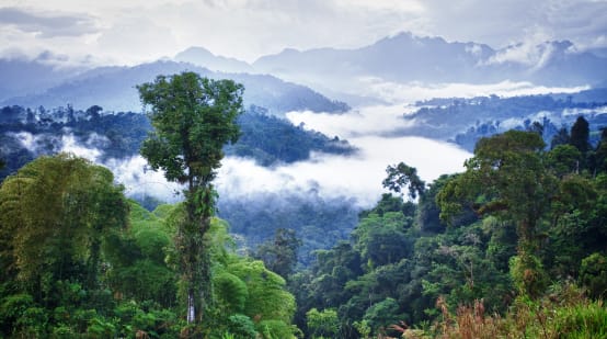 La forêt tropicale de Los Cedros en Équateur