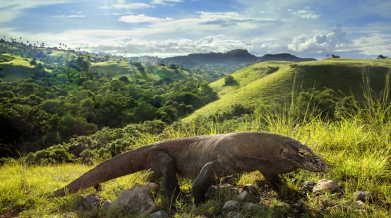 Varan de Komodo (Varanus komodoensis)