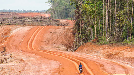 Une grande surface défrichée jouxte la forêt tropicale