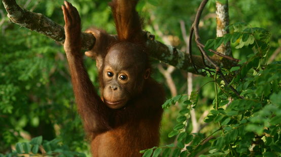 Plan rapproché sur un bébé orang-outan dans la forêt tropicale à Bornéo